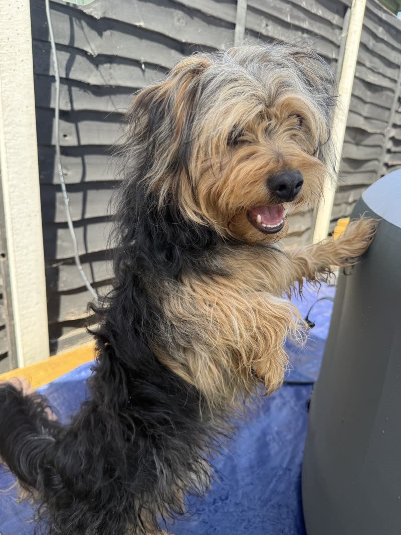 Scruffy terrier-cross with its paws up on the grooming table before its trim