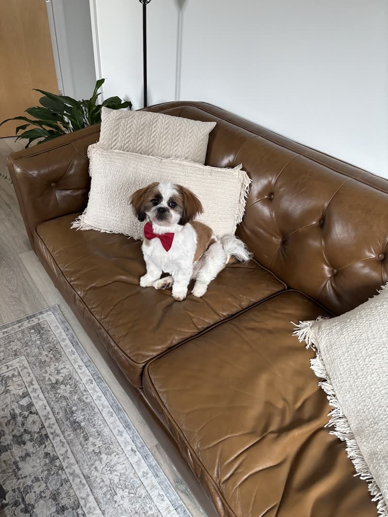 Small white-and-tan Shih Tzu-type dog with a red bow sitting on a leather sofa