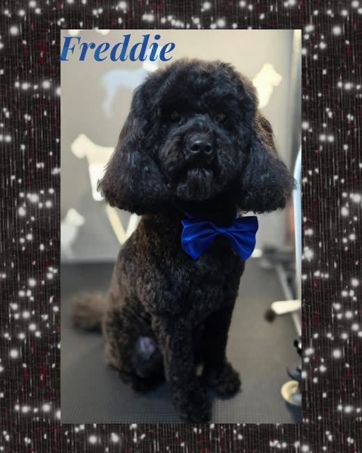 Freshly groomed black poodle-cross wearing a blue bow tie