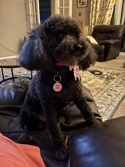 Black poodle-cross with a neat trim sitting on a leather sofa